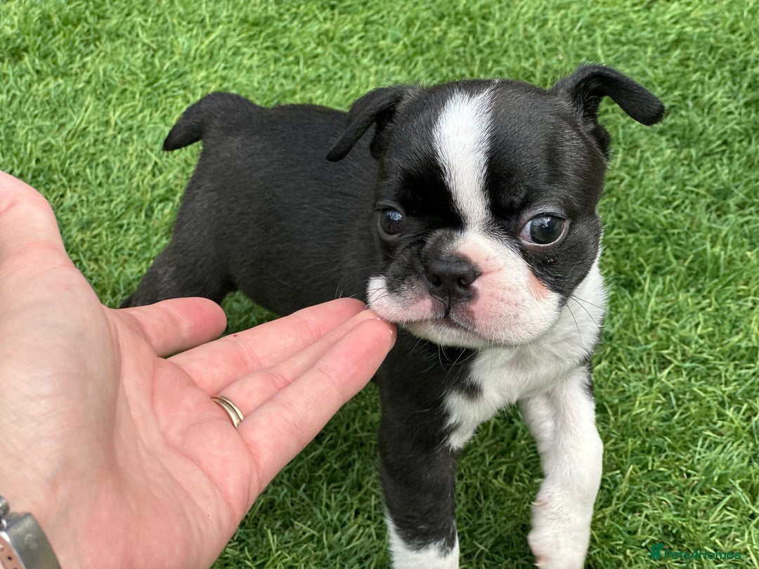 Boston Terrier dogs for sale: WILDAX Boston Terrier pups (2 girls left!) - Image 20