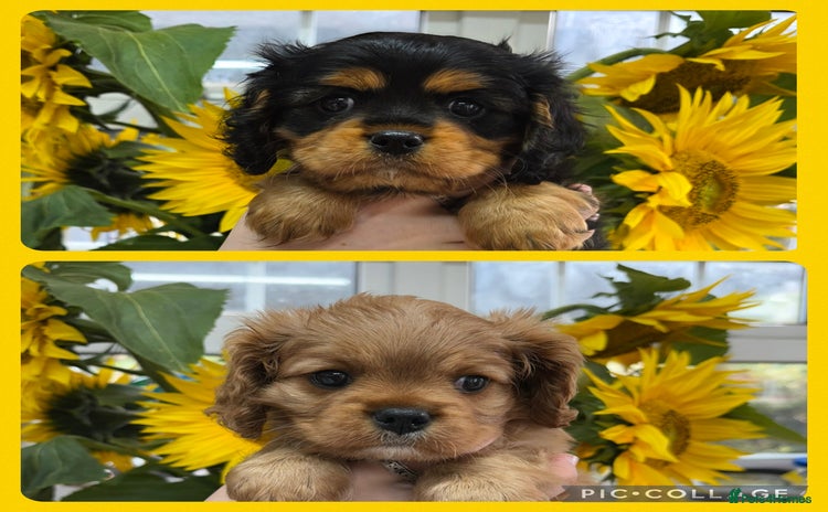 Cavalier King Charles Spaniel dogs - Advert 4