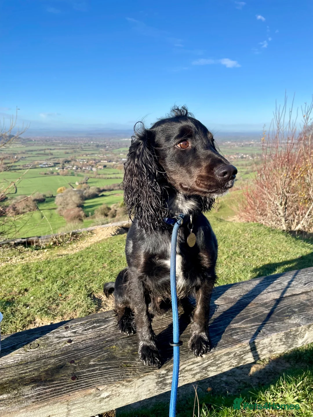 Cocker Spaniel dogs for stud: KV Working Cocker Spaniel Health tested  in Cheltenham - Advert 2