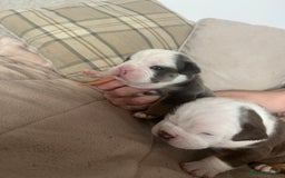 Olde English Bulldogge dogs for sale: Old English bulldog puppies - Image 7