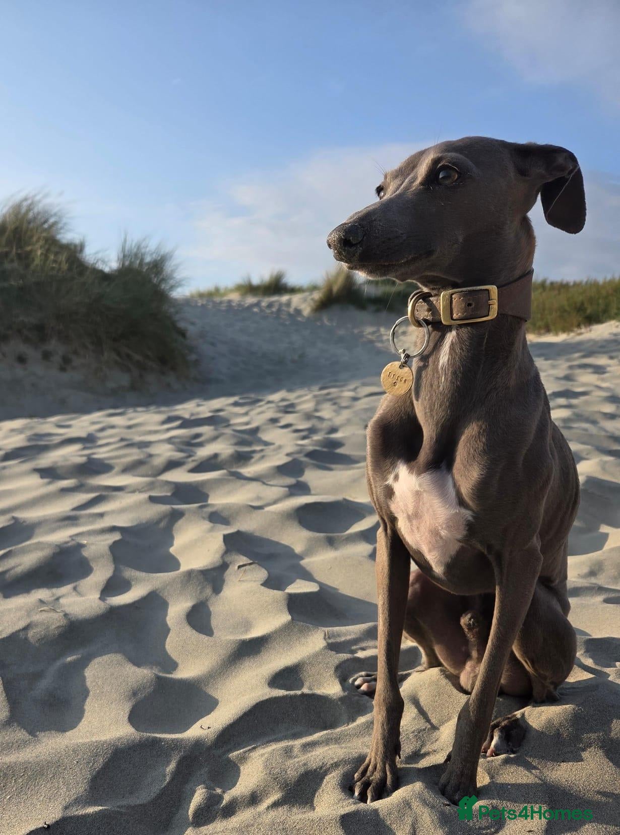 Italian Greyhound dogs Distinguished Gentleman - Advert 2