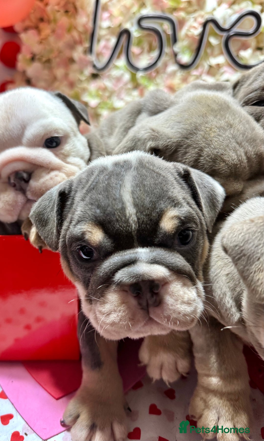 English Bulldog dogs for sale: Elite KC Registered English Bulldog Puppies - Advert 13