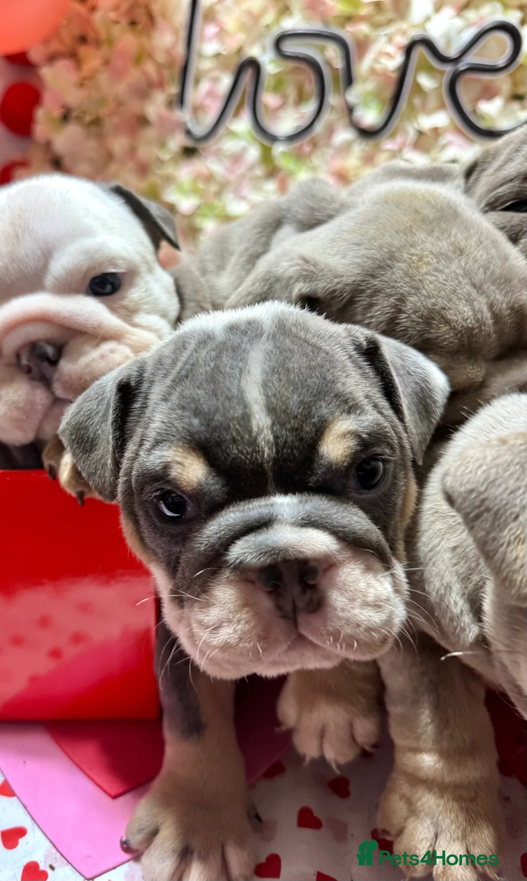 English Bulldog dogs for sale: Elite KC Registered English Bulldog Puppies - Advert 29