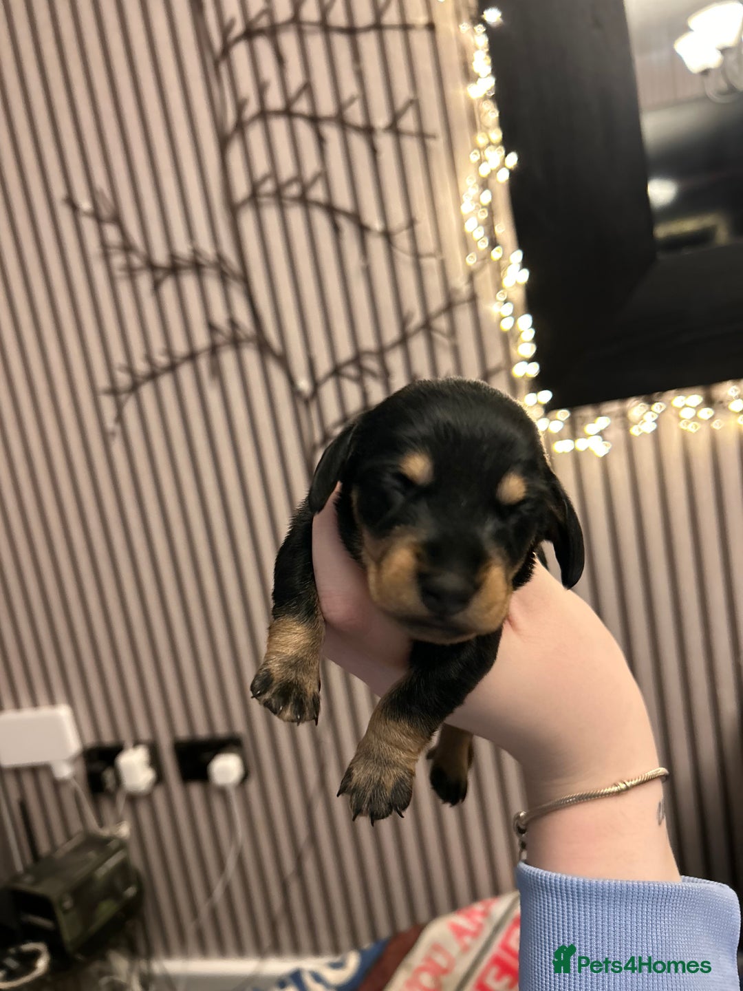 Dachshund dogs for sale: Litter of 8 beautiful dachshund puppies🩵🩷 - Advert 16