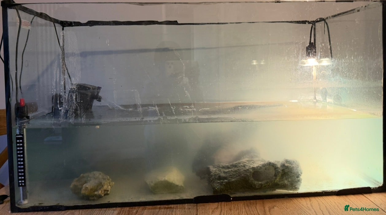 Turtle reptiles Two musk turtles with full setup and stand for 250 - Advert 2