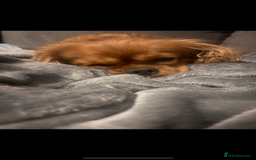 Cavapoo dogs for sale: Two Extensively Health Tested Cavapoo Girls   - Image 9