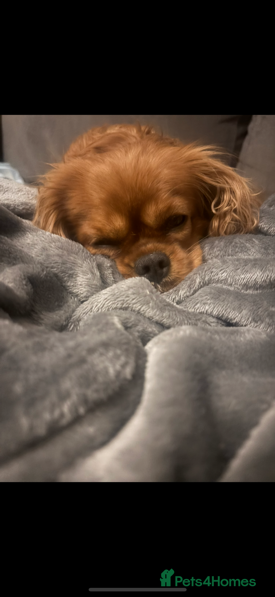 Cavapoo dogs for sale: Two Extensively Health Tested Cavapoo Girls   - Image 9