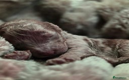 Cockapoo dogs for sale: ✨ Beautiful F2 Multi-Gen Cockapoo Puppies 4 Left - Image 19