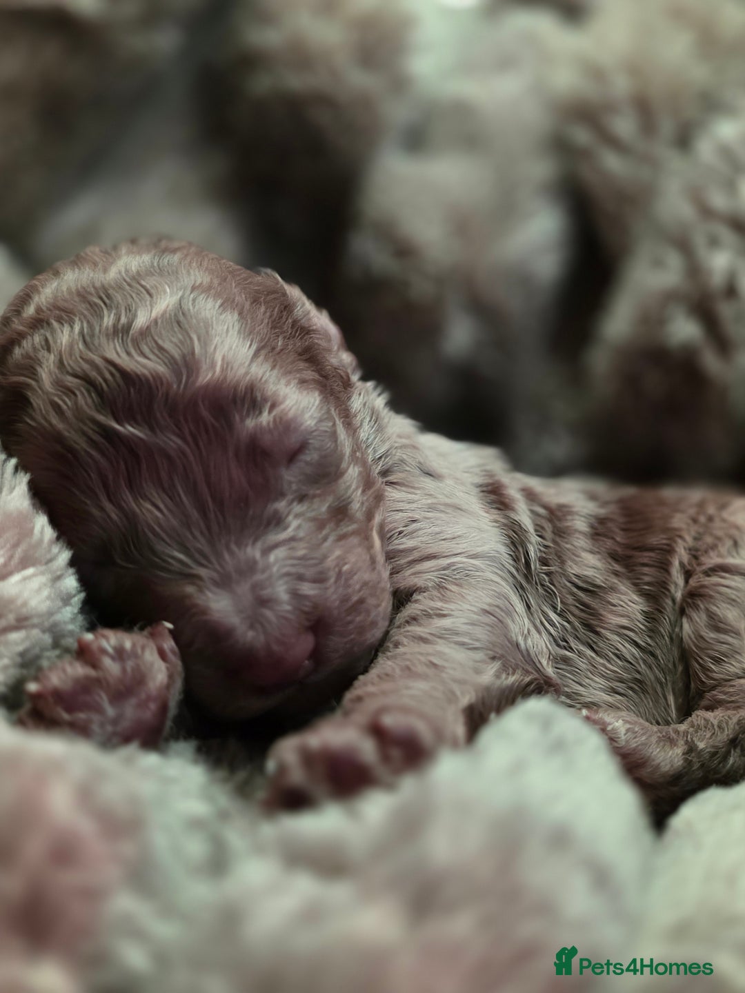 Cockapoo dogs for sale: ✨ Beautiful F2 Multi-Gen Cockapoo Puppies 4 Left - Image 19