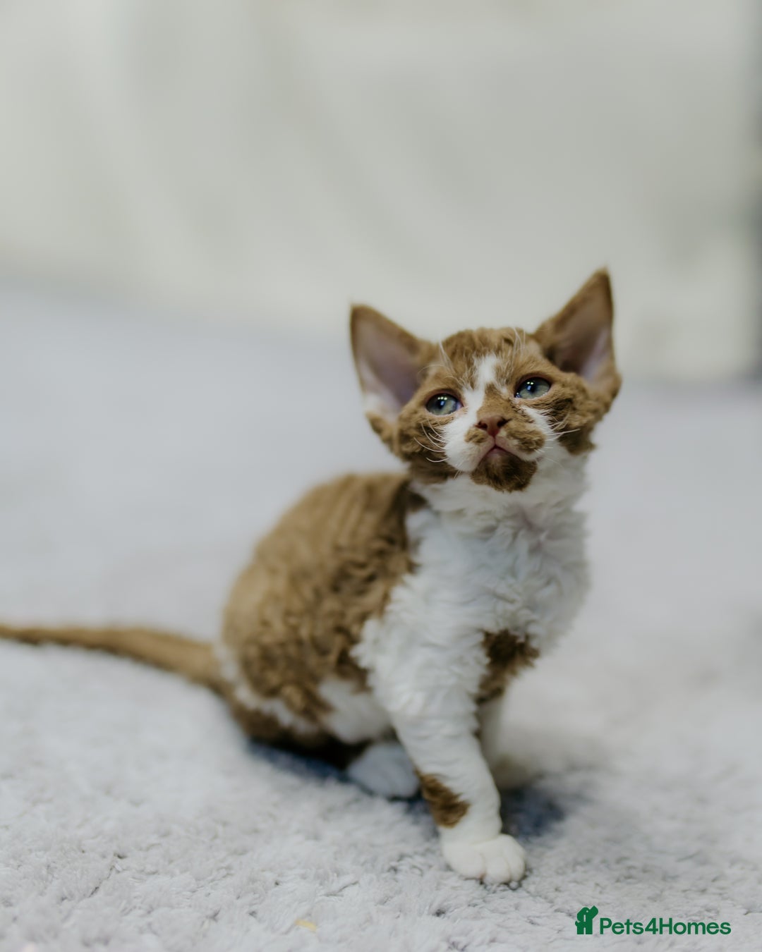 Devon Rex cats for sale: Adorable GCCF Registered DevonRex Kittens FOR SALE - Advert 14