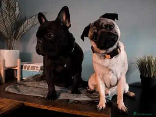 Mixed Breed dogs 6 year old Frenchie & 5 year old Pug - Advert 2