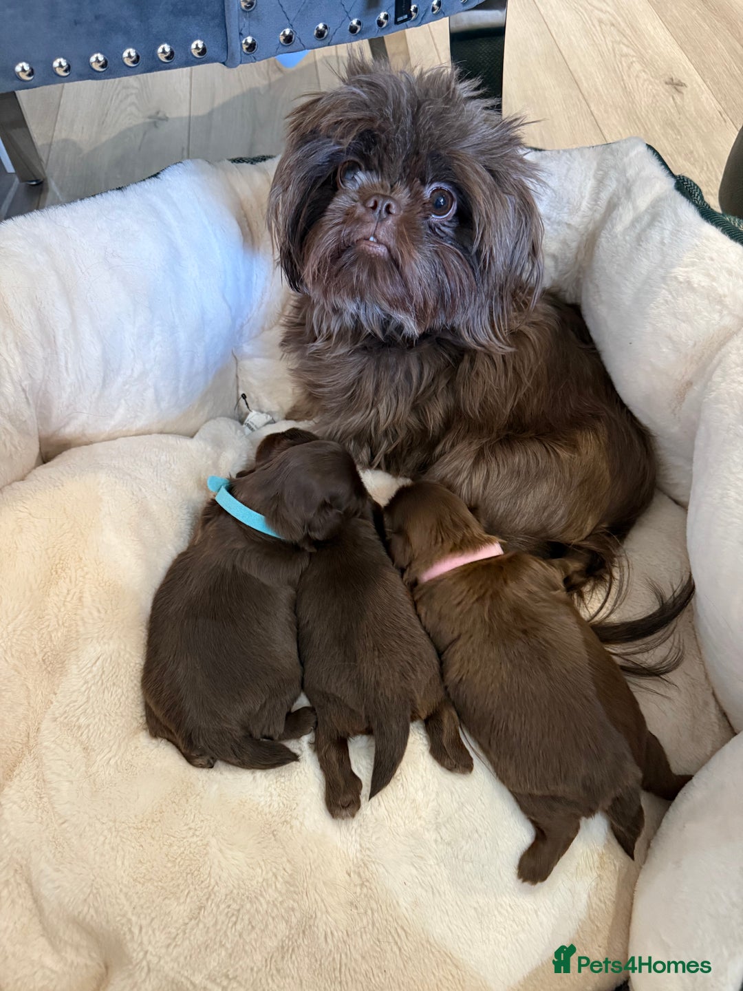 Shih Tzu dogs for sale: Stunning chocolate imperial Shih tzu - Advert 1