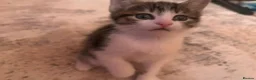Mixed Breed cats for sale: Kittens *85* if picked up today - Advert 13