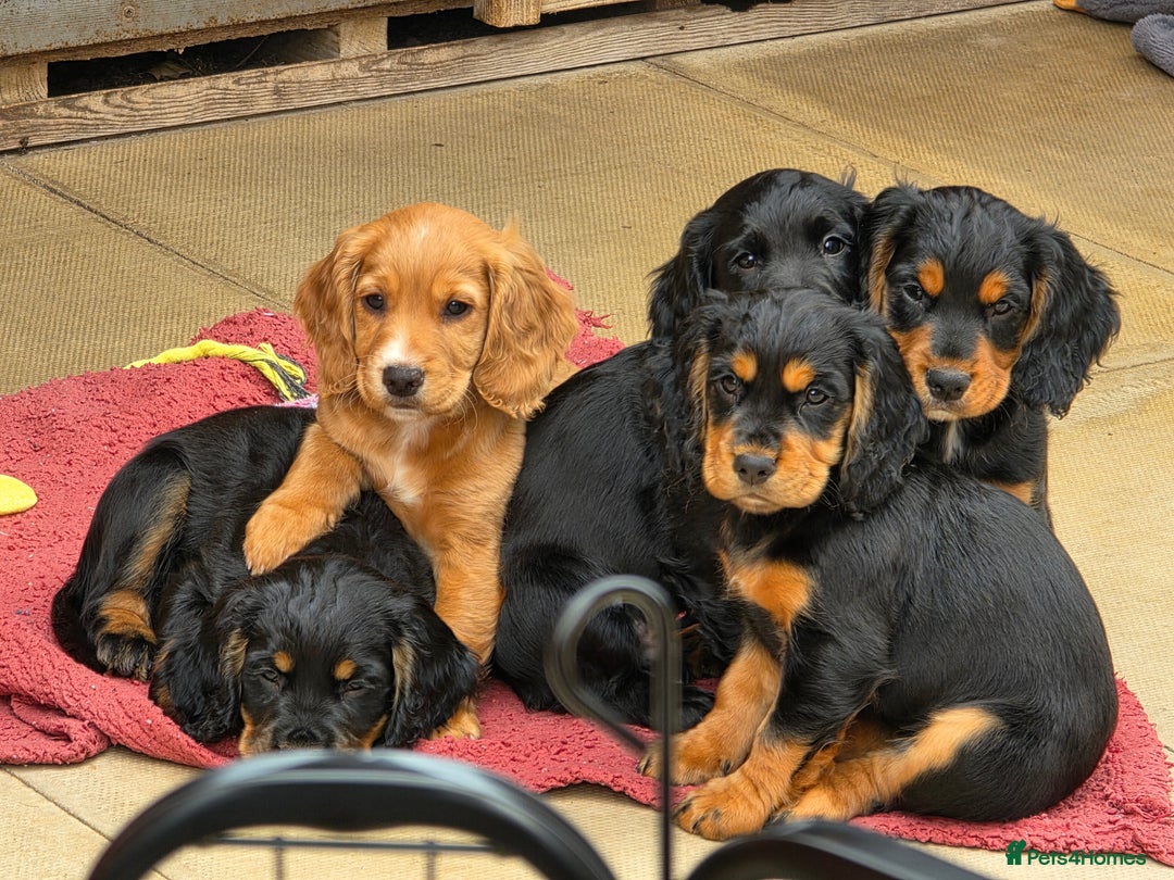 Cocker Spaniel dogs for sale: Working Cocker Spaniel Puppies  - Image 27