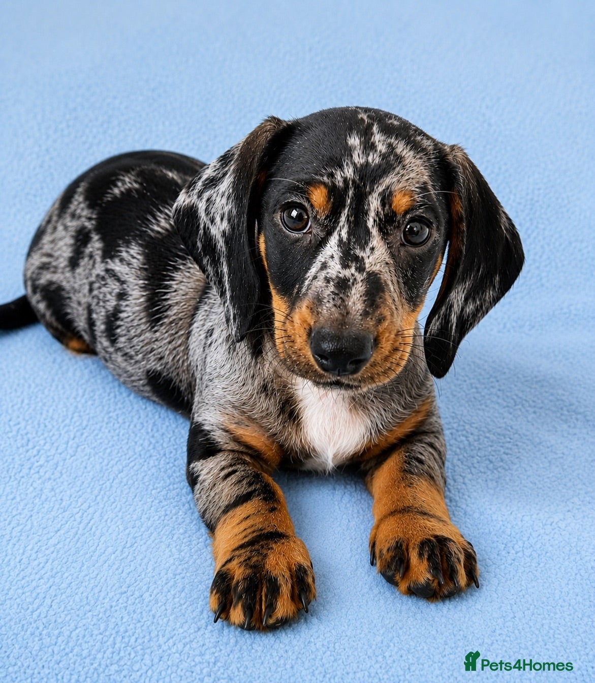 Miniature Dachshund dogs 5★ LICENSED BREEDER • KC REG BOYS READY NOW  - Advert 1