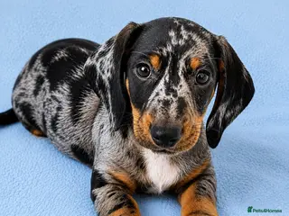 Miniature Dachshund dogs 5★ LICENSED BREEDER • KC REG BOYS READY NOW - Advert 2
