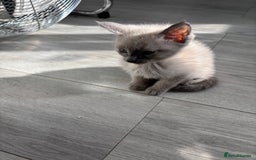 Siamese cats for sale: Lilac / Blue point Siamese  - Image 6
