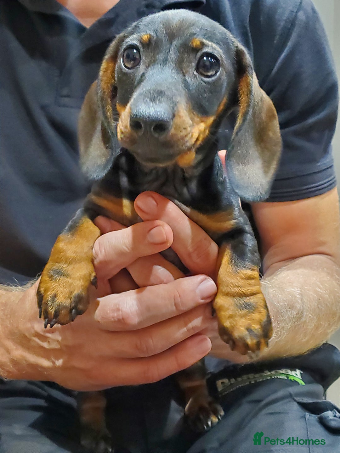 Miniature Dachshund dogs for sale: KC reg Miniature Wirehaired Dachshund girl - Image 8