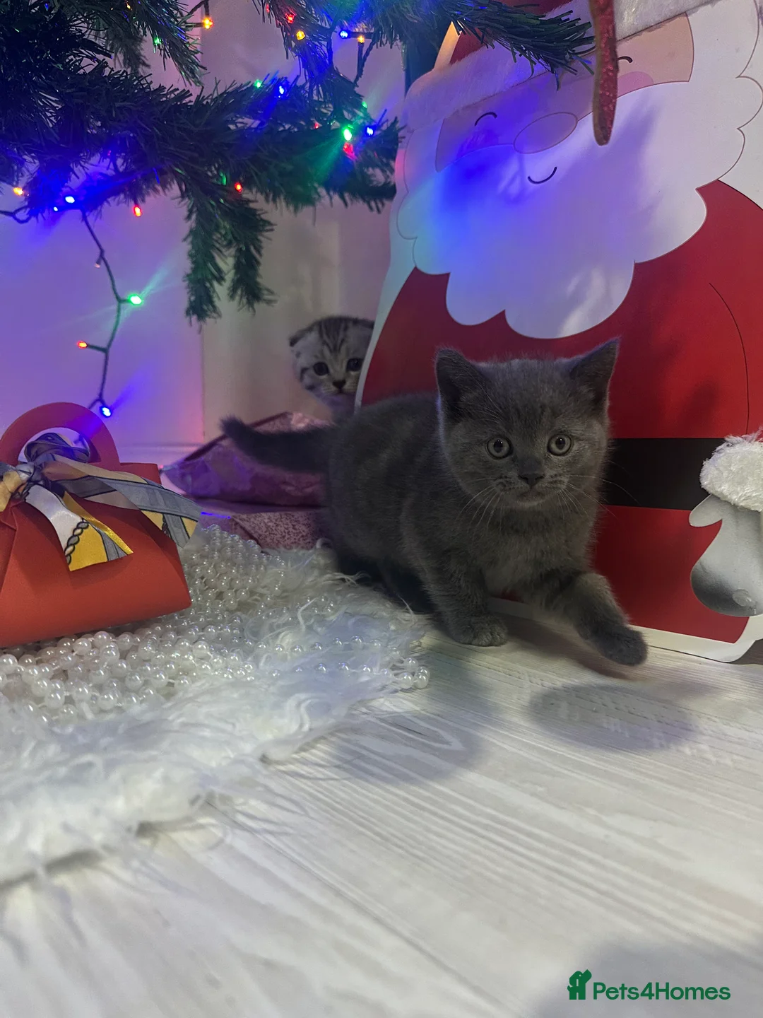 Scottish Fold cats for sale: Two adorable Scottish fold and straight kittens - Advert 16