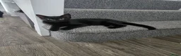 Mixed Breed cats for sale: Kittens 1m, 2f ready now - Advert 5