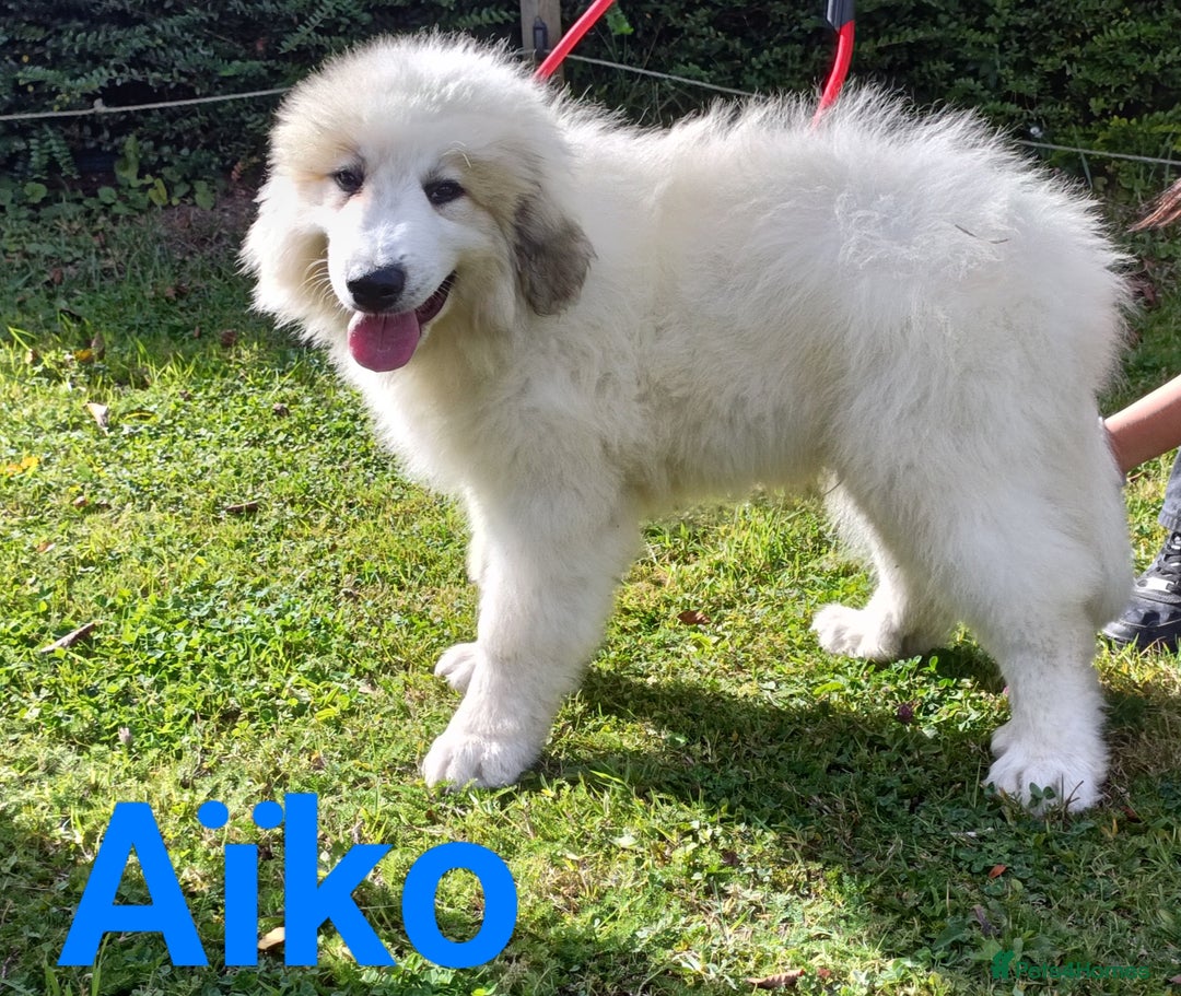 Pyrenean Mountain Dog dogs for sale: Beautiful Pyrenean Mountain Dogs puppies for sale - Image 1