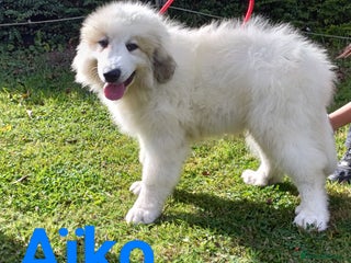 Pyrenean Mountain Dog dogs - Advert 24