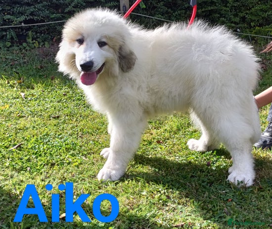 Pyrenean Mountain Dog dogs - Advert 1