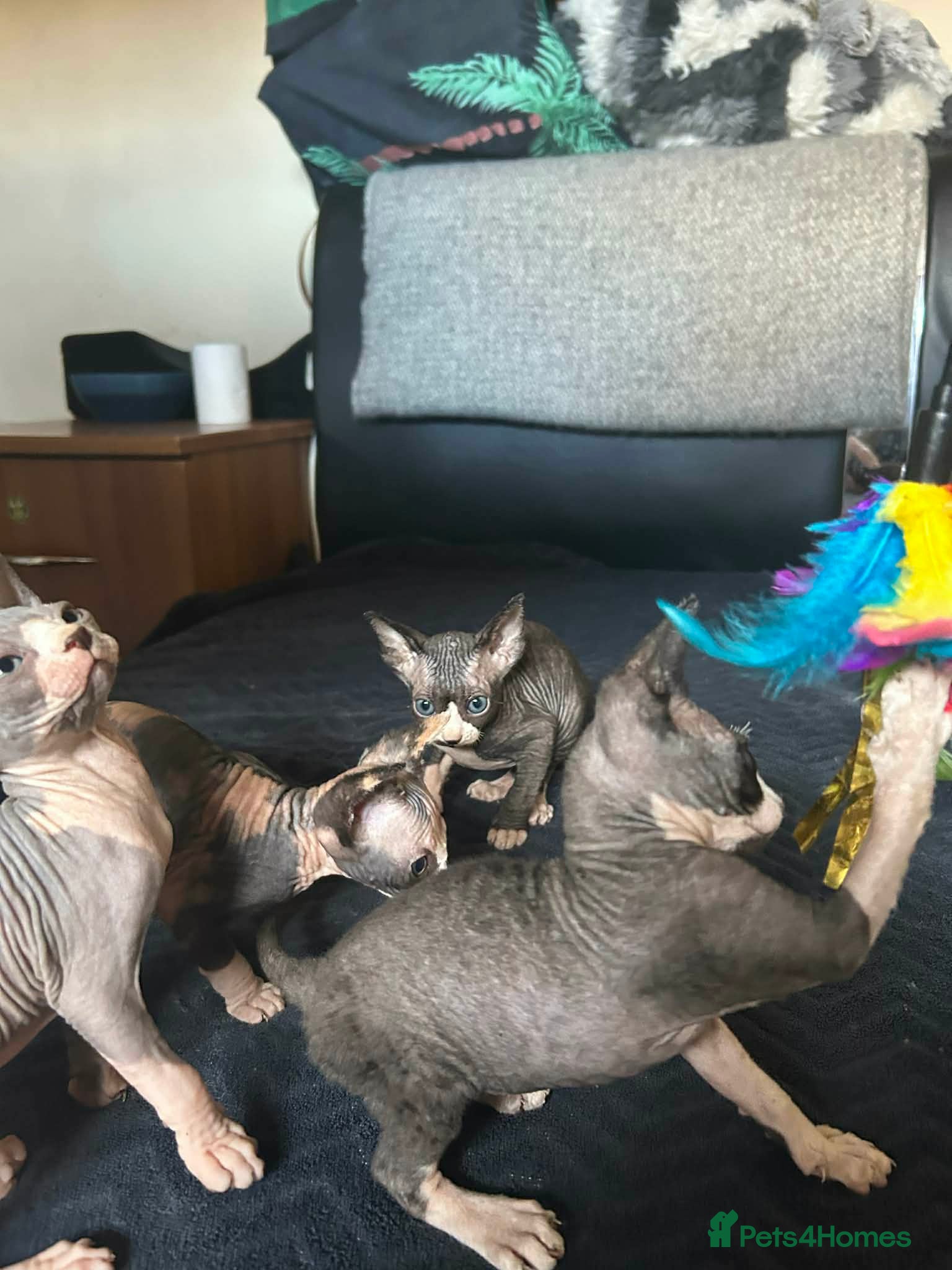 Sphynx cats 5 canadian sphynx girl kittens  - Advert 15