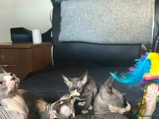 Sphynx cats 5 canadian sphynx girl kittens - Advert 15