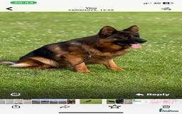 German Shepherd dogs for sale: Stunning Gsd puppies for sale  - Image 8