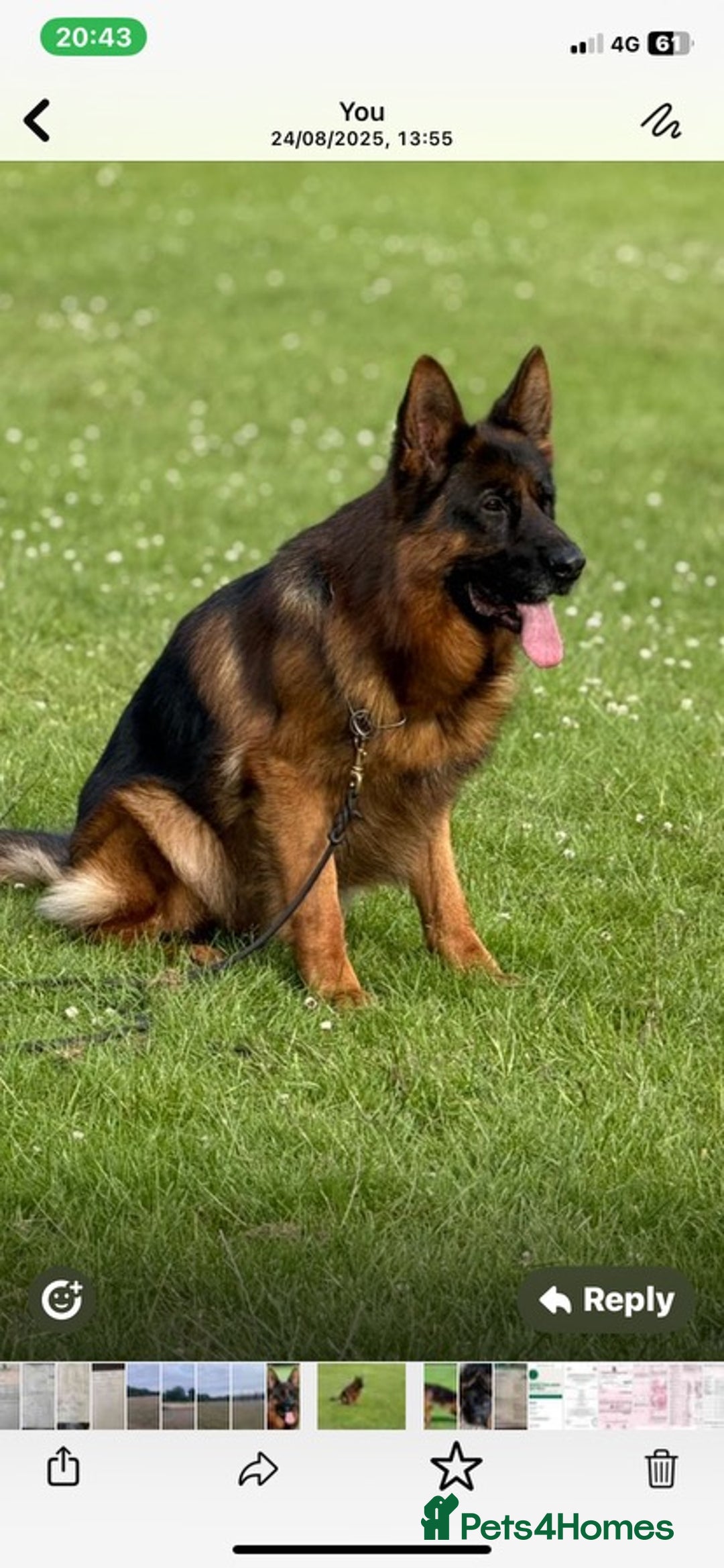 German Shepherd dogs for sale: Stunning Gsd puppies for sale  - Image 8