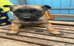Belgian Shepherd Dog dogs for sale: Belgian Melinous pups ready for homes - Image 14