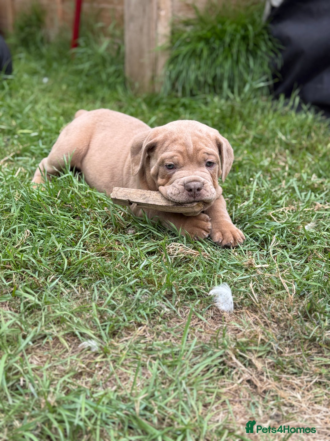 Mixed Breed dogs for sale: Beautiful lilac cane Corso x bulldog pups  - Image 30