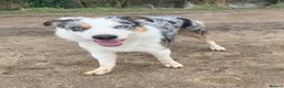 Border Collie dogs for stud: (provide) tr blue Merle border collie  in Otley - Advert 19