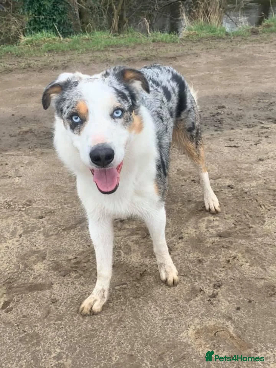 Border Collie dogs for stud: (provide) tr blue Merle border collie  in Otley - Advert 19