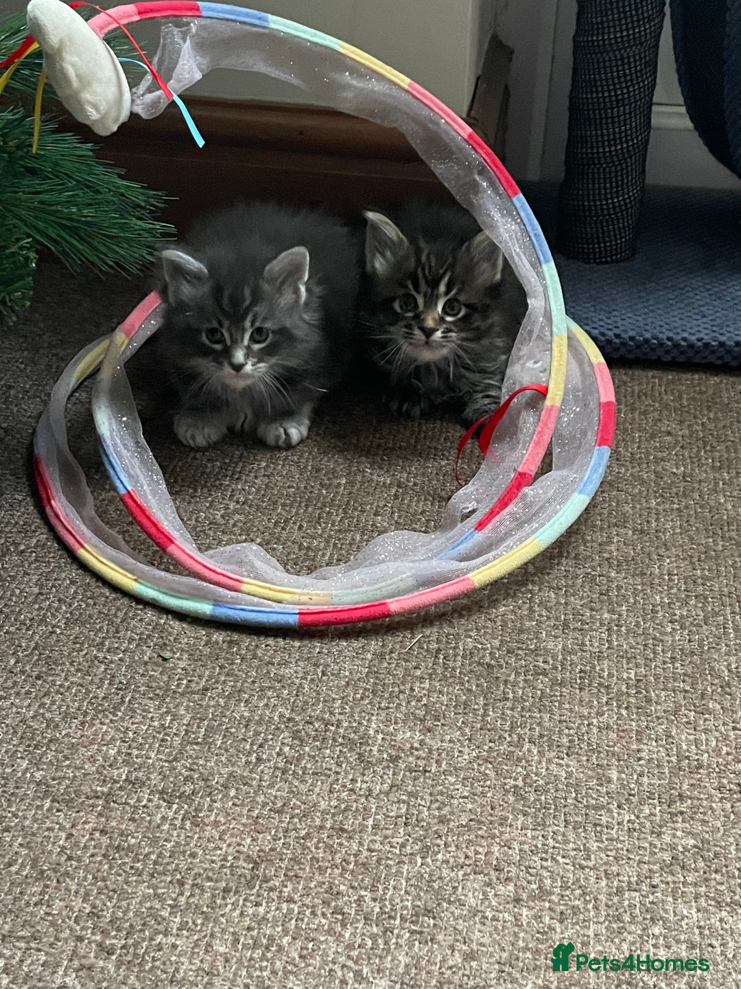 Maine Coon cats for sale: Maine coon kittens  - Advert 5