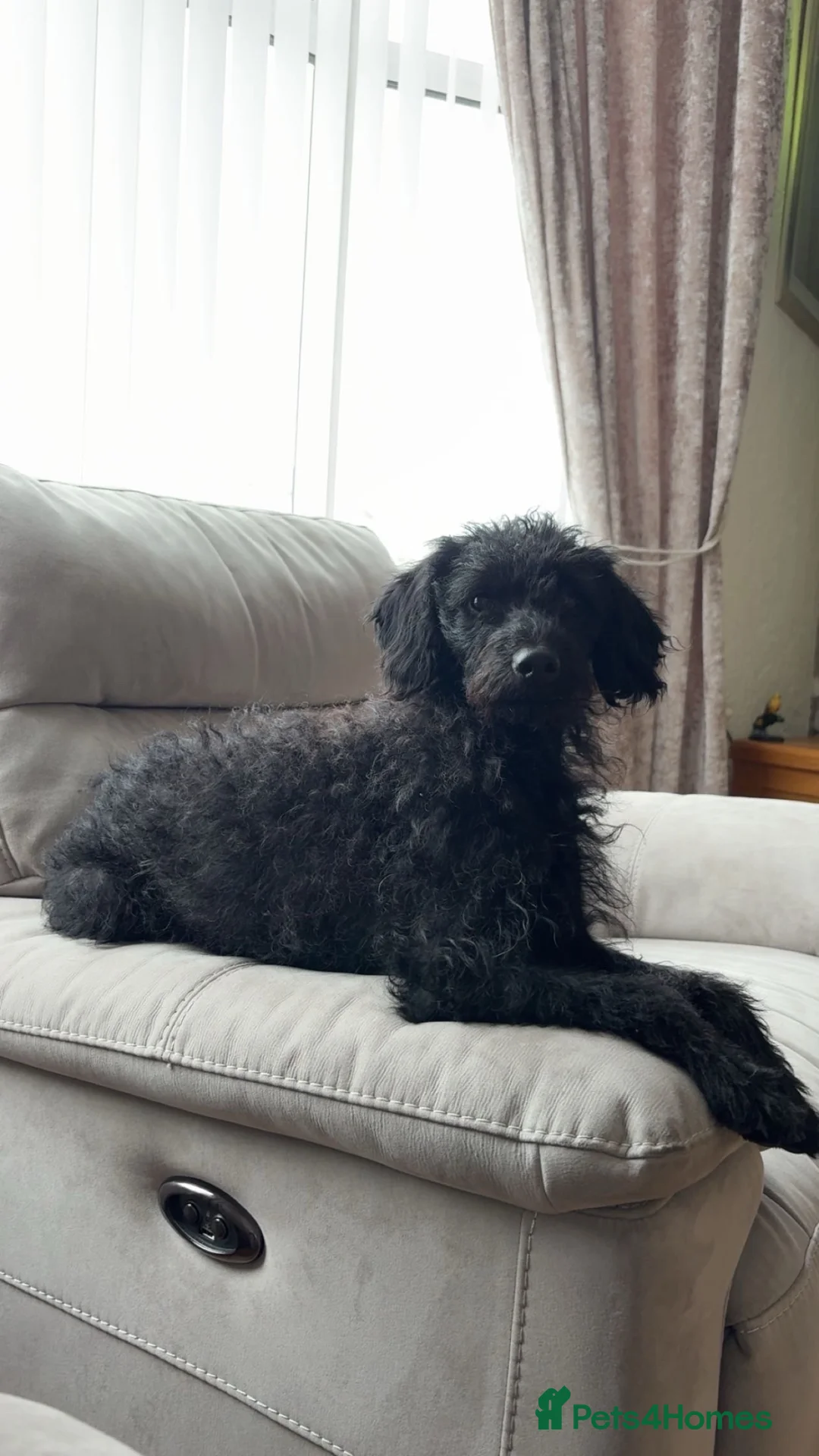Jackapoo dogs for sale: Dolly - Advert 1