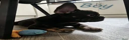 French Bulldog dogs for sale: 🌟REDUCED🌟only one girl and one boy left - Advert 3