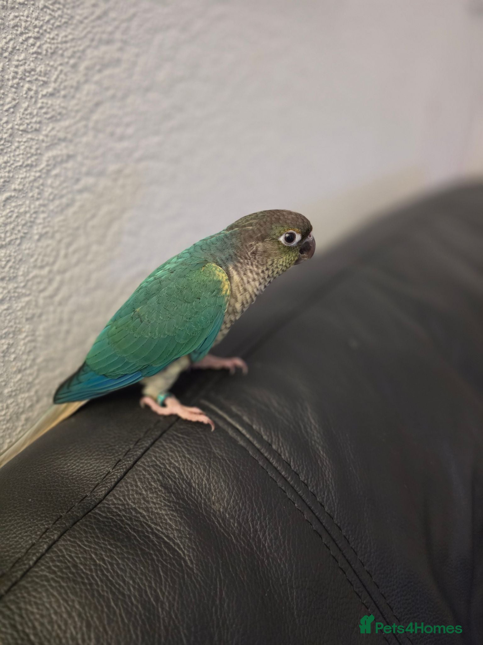 Conures birds Hand reared an Tame 300 ono - Advert 2