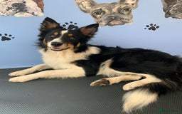 Border Collie dogs for sale: Litter Announcement-5 Tri Border Collie puppies   - Advert 3