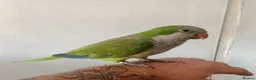 Parakeets birds for sale: Pair of hand reared quaker parrots, male/female - Advert 4