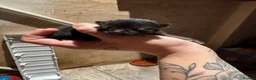Mixed Breed cats for sale: Kittens  - Advert 4