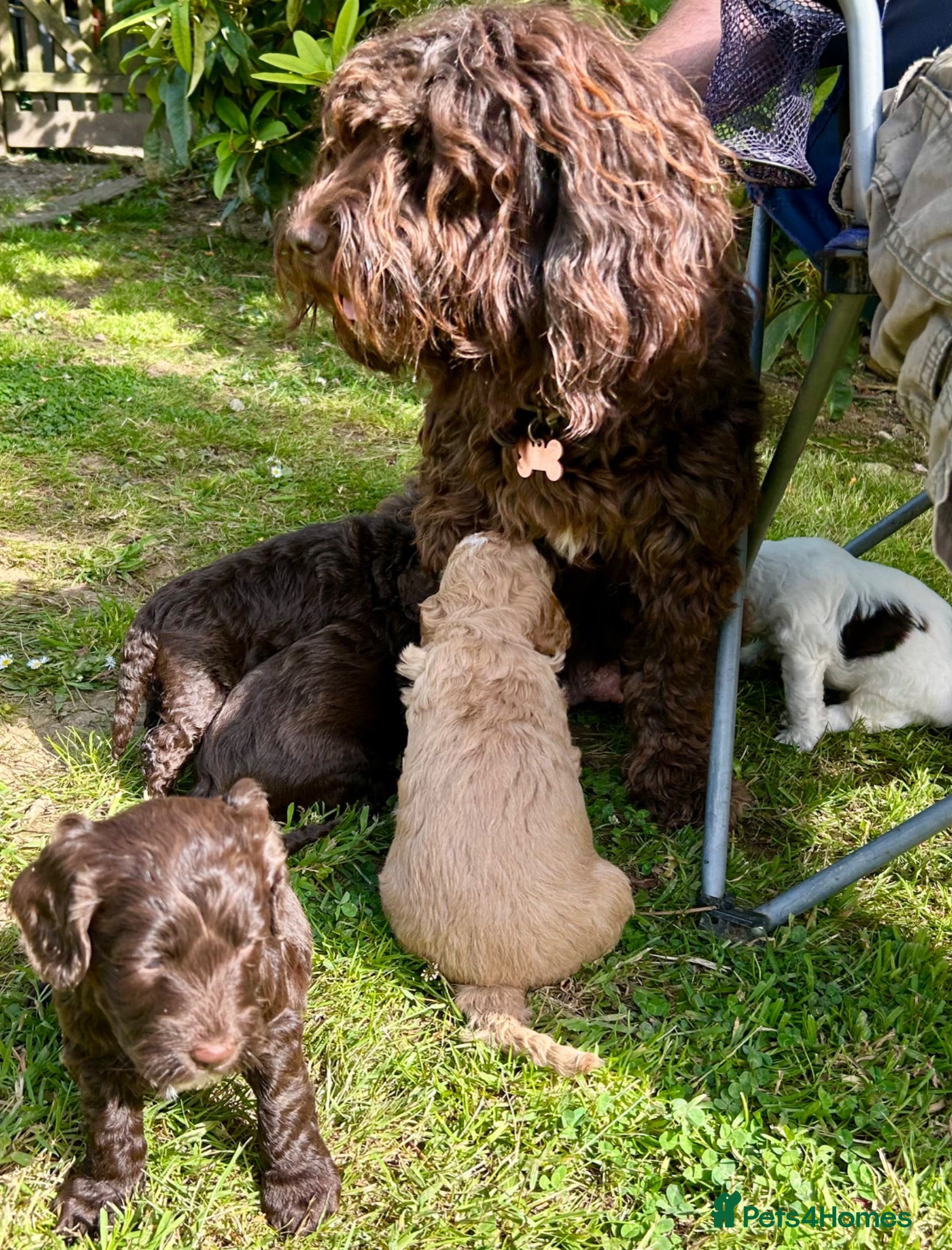 Mixed Breed dogs Double Doodles/Sproodle x Cockapoo - Advert 3