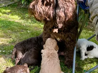 Mixed Breed dogs Double Doodles/Sproodle x Cockapoo - Advert 3