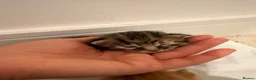 Mixed Breed cats for sale: 3 male 3 female cute kittens - Advert 11