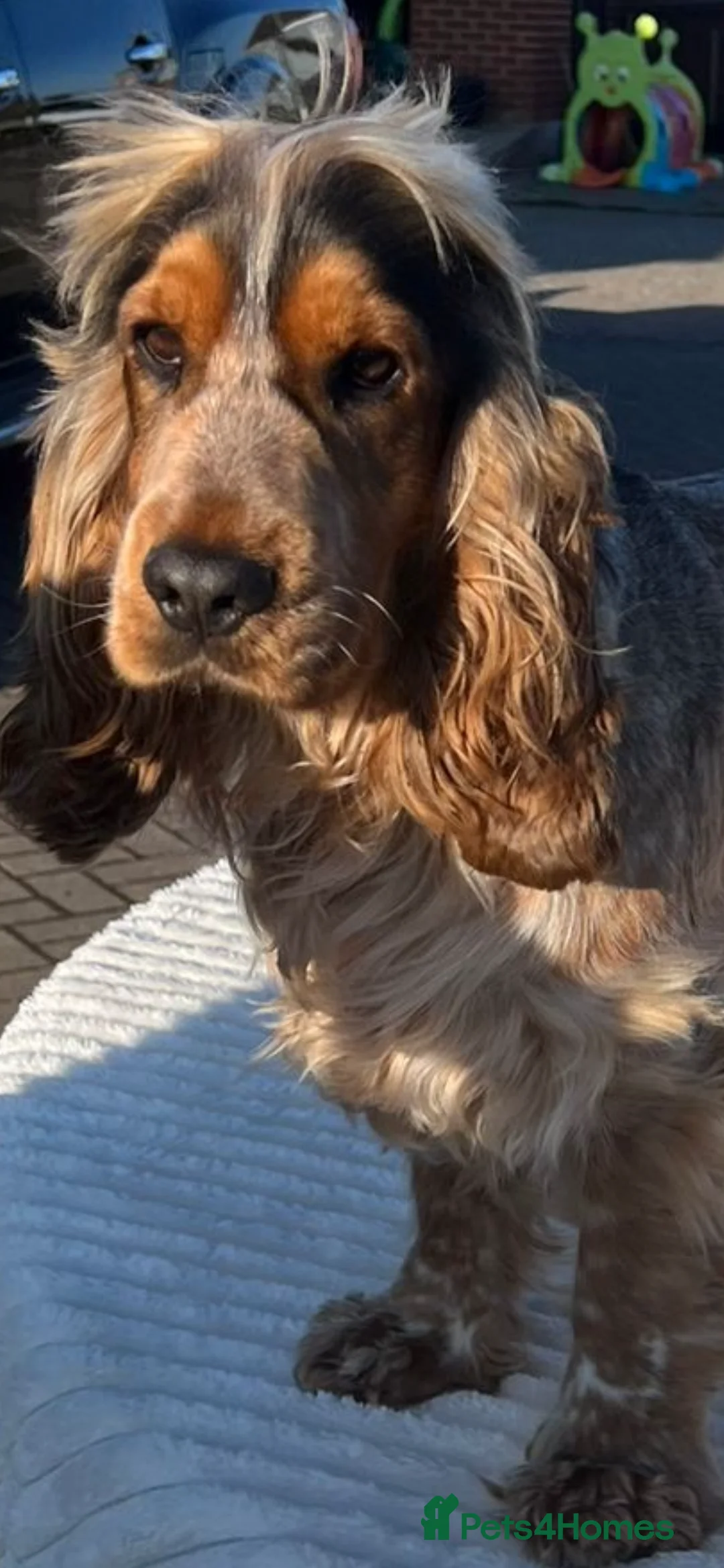 Cocker Spaniel dogs for stud: 2 PROVEN/HEALTH CLEAR KC Show Cocker Spaniels Stud in Shildon - Advert 7