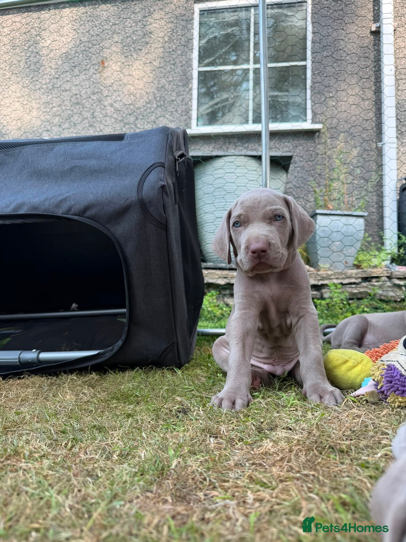 Weimaraner dogs Weimaraner puppies KC registered - Advert 2