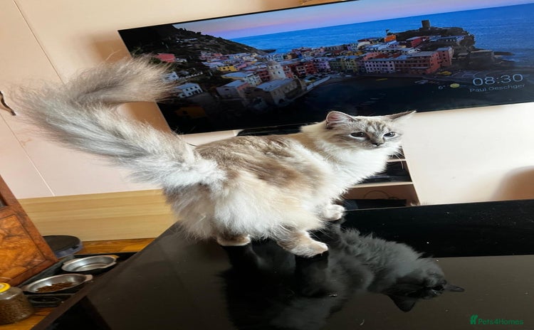 Ragdoll cats - Advert 15
