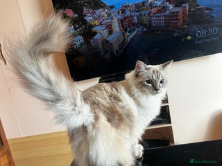 Ragdoll cats - Advert 5