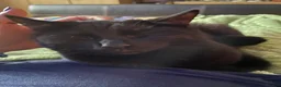 British Shorthair cats for sale: 3 year old male black cat in Bristol - Advert 3